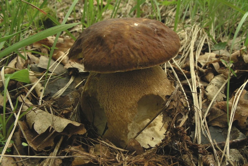 Boleti trentini, chi soffre d''invidia o siccit� non guardi